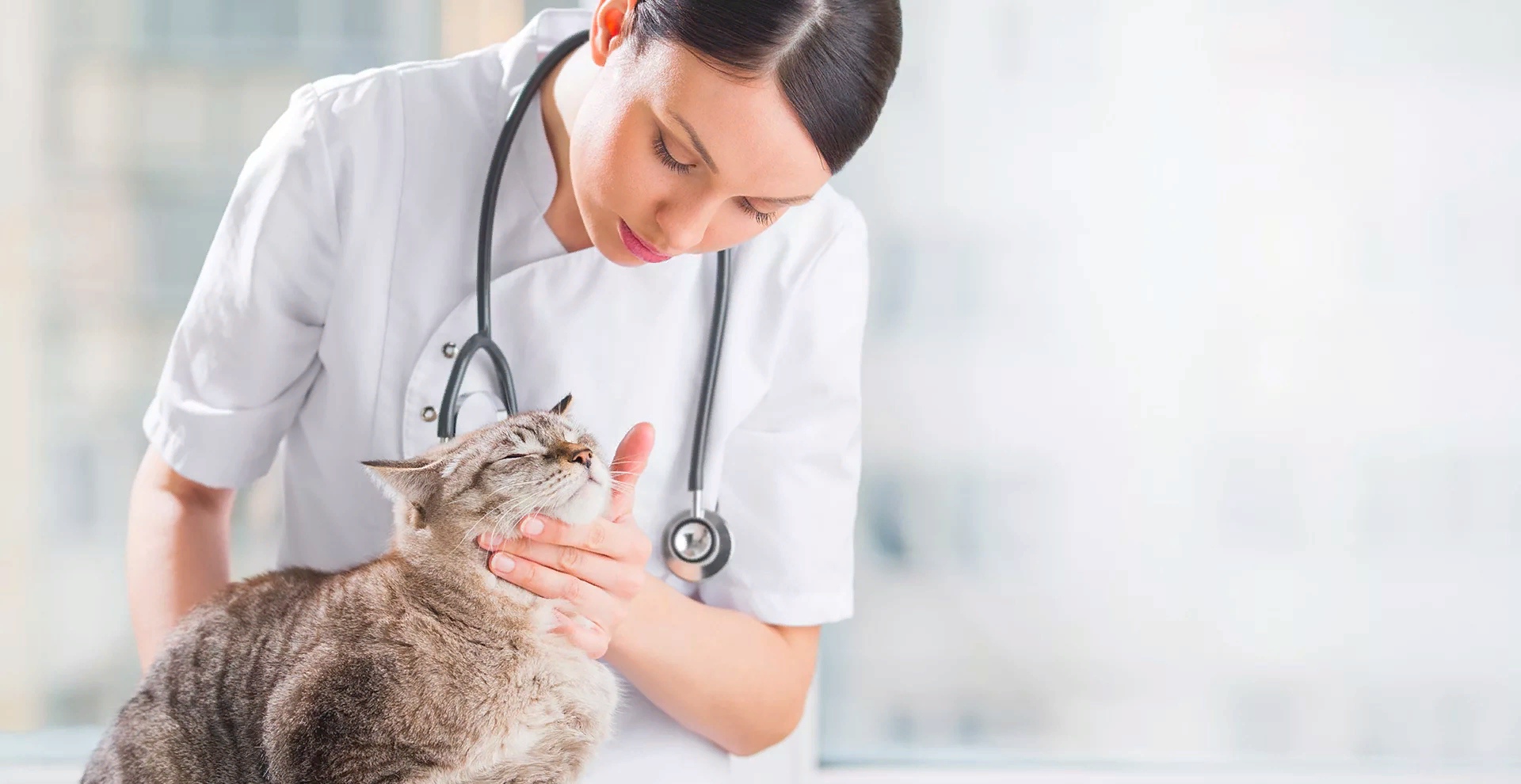 Ветеринар с кошкой